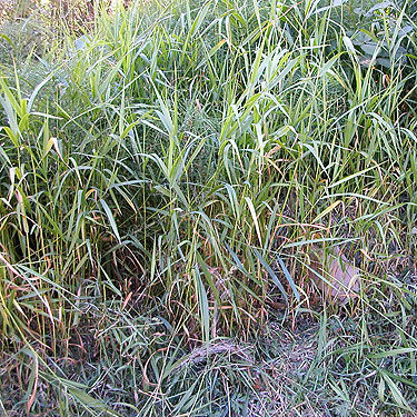 river bank grass at Morley Boat Launch, lower Humptulips River, Grays Harbor County, Washington