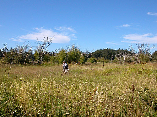 Laurel sweeping giant field, Gray Gables, Grays Harbor County, Washington