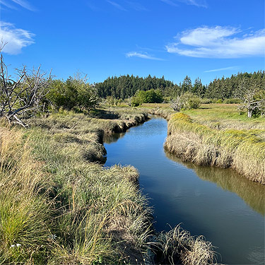 tidal channel of Grass Creek, Gray Gables, Grays Harbor County, Washington