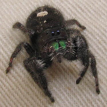 Phidippus audax jumping spider from fence, Hydro Park, East Wenatchee, Douglas County, Washington