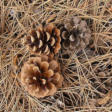 pine cones under unidentified non-native pine trees, Hydro Park, East Wenatchee, Douglas County, Washington