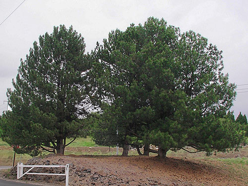 unidentified non-native pine trees, Hydro Park, East Wenatchee, Douglas County, Washington
