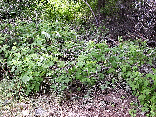 invasive Rubus armeniacus at Hydro Park, East Wenatchee, Douglas County, Washington