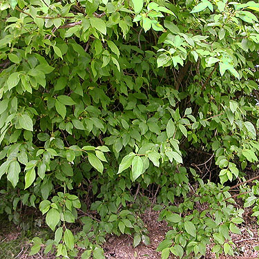 planted shrub foliage, Hydro Park, East Wenatchee, Douglas County, Washington