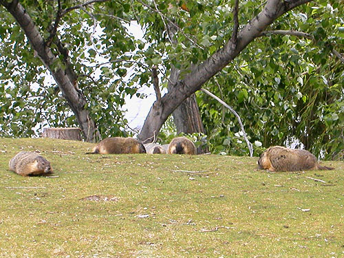 yellow-bellied marmots grazing, Hydro Park, East Wenatchee, Douglas County, Washington