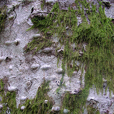 bark of Pacific silver fir Abies amabilis, Illabot Peaks Road, SE of Rockport, Skagit County, Washington