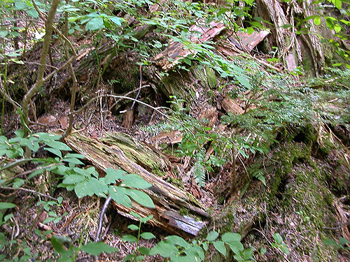 dead wood chunks on forest floor, Illabot Peaks Road, SE of Rockport, Skagit County, Washington