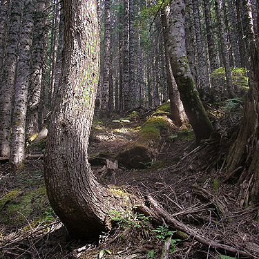 tree showing soil creep, Illabot Peaks Road, SE of Rockport, Skagit County, Washington