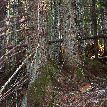 interior of Tsuga-Abies forest, Illabot Peaks Road, SE of Rockport, Skagit County, Washington