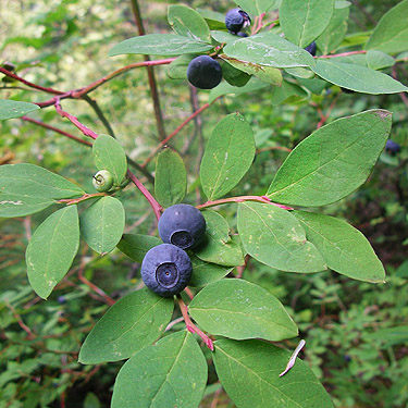 blue huckleberries, Illabot Peaks Road, SE of Rockport, Skagit County, Washington