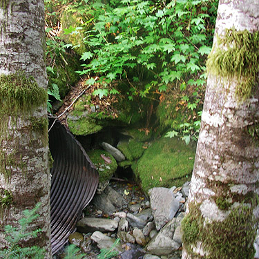 moss, leaf litter and culvert at Upper Hilt Creek Falls, SE of Rockport, Skagit County, Washington