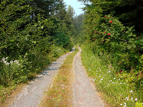 Illabot Peaks Road, SE of Rockport, Skagit County, Washington