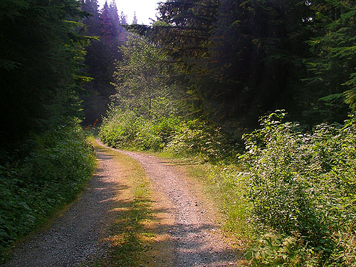 roadside shrub habitat, Illabot Peaks Road, SE of Rockport, Skagit County, Washington