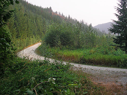 roadside habitats, lower Illabot Creek Road SE of Rockport, Skagit County, Washington