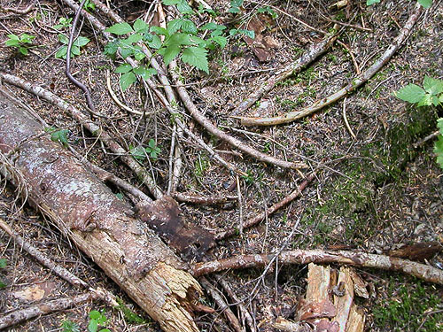 wood-strewn forest floor, Illabot Peaks Road, SE of Rockport, Skagit County, Washington
