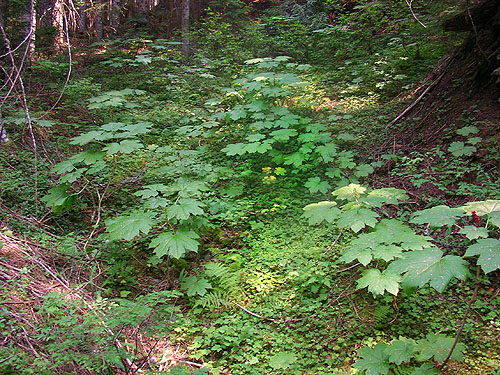 forest understory dominated by devil's club, Illabot Peaks Road, SE of Rockport, Skagit County, Washington