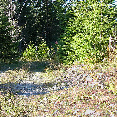 Roadside in clearcut on Illabot Creek Road west of Iron Creek, Skagit County, Washington