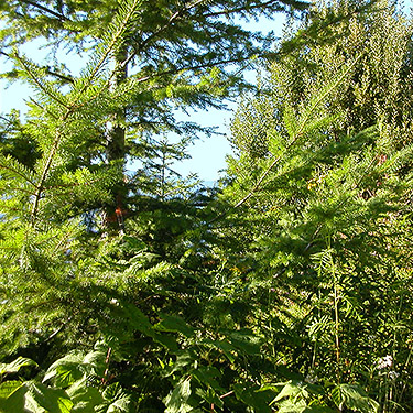 Douglas-fir foliage, clearcut on Illabot Creek Road west of Iron Creek, Skagit County, Washington