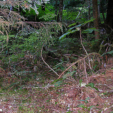 jungle-like slope forest, Iron Creek at USFS Road 16, Skagit County, Washington