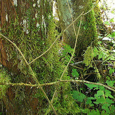 moss in stream ravine, Iron Creek at FS Road 16, Skagit County, Washington