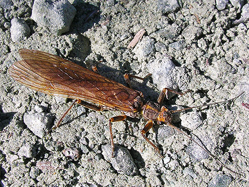 large stonefly Plecoptera possibly Pteronarcidae, Iron Creek at USFS Road 16, Skagit County, Washington