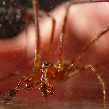 front of male spider Tetragnatha versicolor, Iron Creek at USFS Road 16, Skagit County, Washington