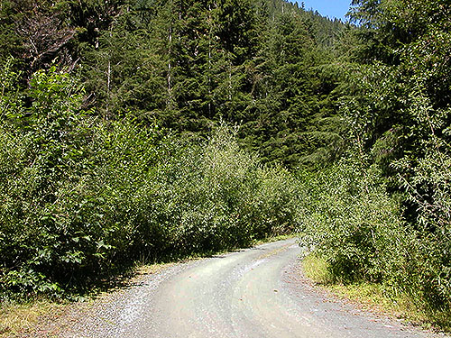 roadside alder thickets, Iron Creek at FS Road 16, Skagit County, Washington