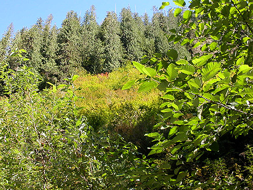 vertical "meadow" above road, Iron Creek at USFS Road 16, Skagit County, Washington