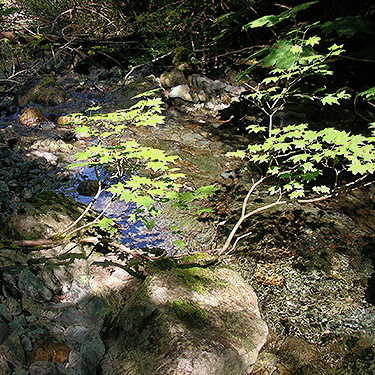 Vine maple on banks of creek, Iron Creek at FS Road 16, Skagit County, Washington