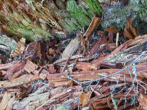 dead wood in conifer forest, Iron Creek at USFS Road 16, Skagit County, Washington