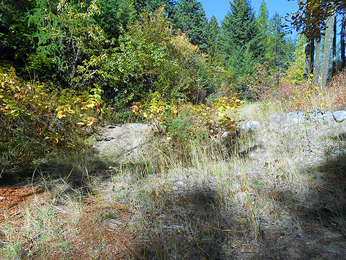 decommissioned road toward lake, First Thought Mountain, Stevens County,, Washington
