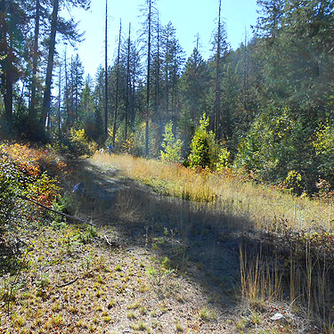 grassy abandoned roadway, First Thought Mountain, Stevens County,, Washington