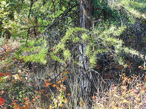 larch foliage, First Thought Mountain, Stevens County,, Washington