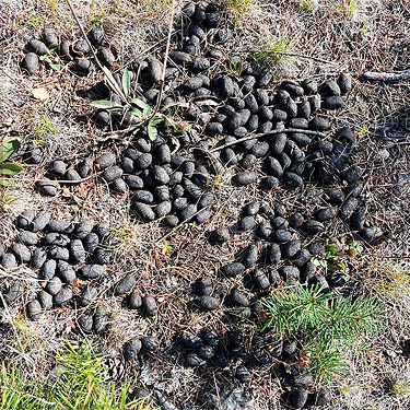 moose scats, First Thought Mountain, Stevens County,, Washington