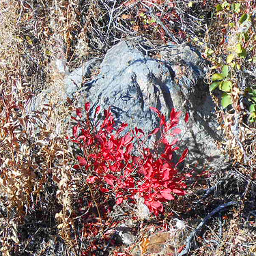red fall foliage, First Thought Mountain, Stevens County,, Washington