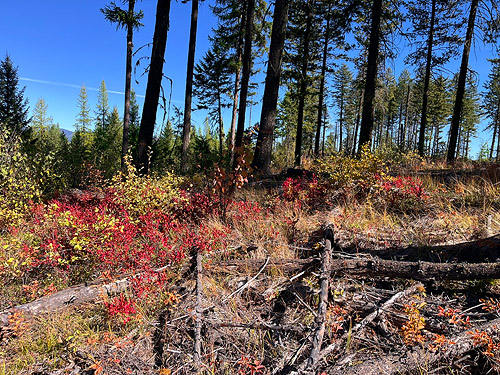 north ridge of First Thought Mountain, Stevens County,, Washington