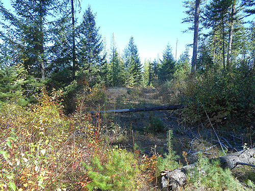 rir foliage along abandoned road, First Thought Mountain, Stevens County,, Washington