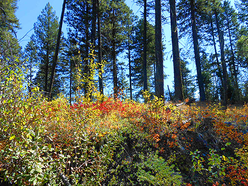 shrub community, First Thought Mountain, Stevens County,, Washington