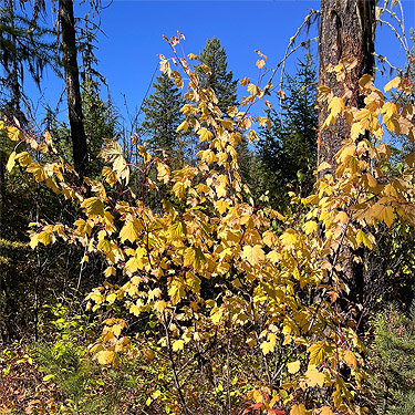 yellow fall foliage, First Thought Mountain, Stevens County,, Washington