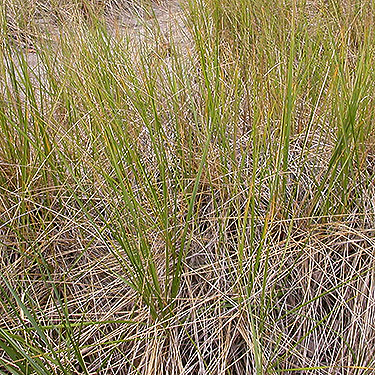 dune grass, Jetty Island, Everett, Washington