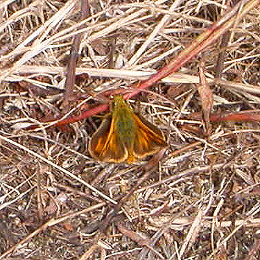 skipper butterfly Ochlodes syvanoides, Jetty Island, Everett, Washington