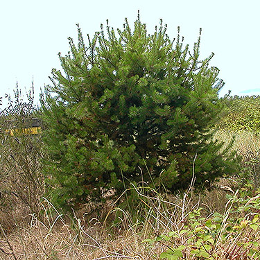small shore pine tree, Pinus contorta, Jetty Island, Everett, Washington