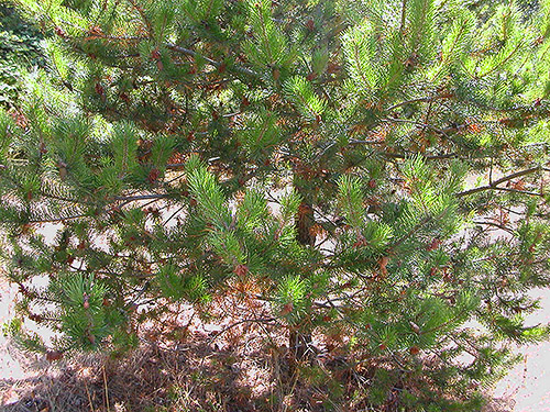 foliage within shore pine stand, Jetty Island, Everett, Washington