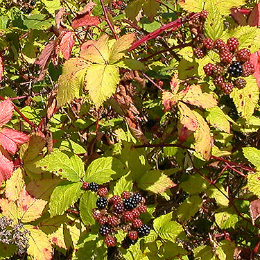 invasive Himalayan blackberry, closeup, Jetty Island, Everett, Washington