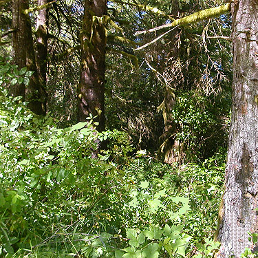 closed canopy alder-conifer forest, Johns River Road, SW Grays Harbor County, Washington