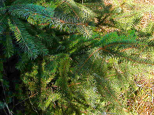 Douglas-fir Pseudotsuga menziesii in clearcut, Johns River Road, SW Grays Harbor County, Washington
