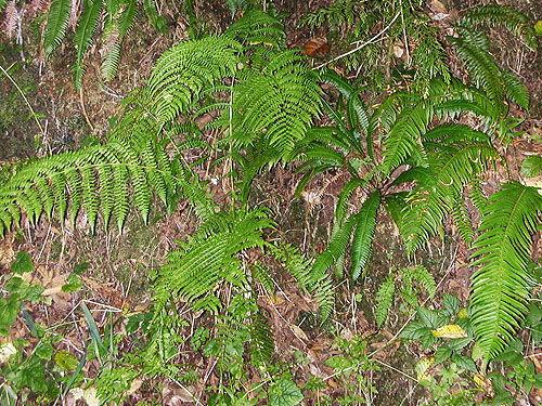 hanging ferns Polystichum munitum down road bank, Johns River Road, SW Grays Harbor County, Washington