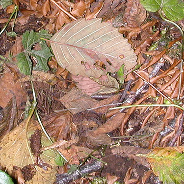 alder leaf litter, Johns River Road, SW Grays Harbor County, Washington