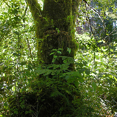 mossy alder trunk, Johns River Road, SW Grays Harbor County, Washington