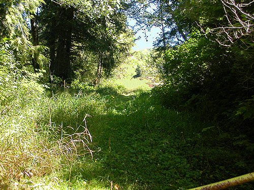 overgrown old road, Johns River Road, SW Grays Harbor County, Washington